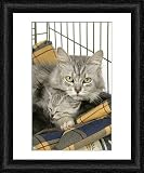 Framed Print of Cat. Tiffanie cat. Mother lying in cage with kitten (6 weeks old) from Ardea