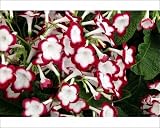 Photographic Prints of Streptocarpus Roulette Cherry from Ros Drinkwater