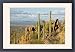 Framed Prints of Giant Cactus / Saguaro - Saguaro National Park (west) from Ardea Wildlife Pets