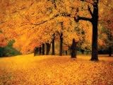 Gold of Autumn West by M. Ellen Cocose. CANVAS with 1 1/2 inch bars. 26.00 inches width by 20.00 inches height. Highest Quality Art Poster Print