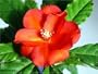 Rare Wax Rose Cactus Plant - Pereskia - Easy to Grow!
