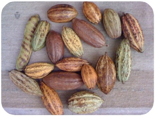 Picture of Chocolate (Indian Cuisine)