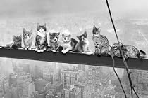 Empire 489371 Cats - On Girder Katzen New York Manhattan Stahltr&auml;ger Poster Druck - Gr&ouml;sse 91.5 x 61 cm