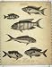 1809 Ichthyology Cackerel Fish Surinam Annulated Print