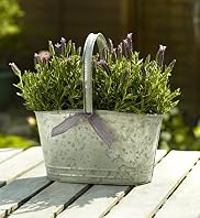 Lavender Trug