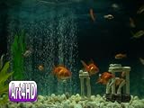 Goldfish Aquarium Disc Screensaver Art4HD Video Art Volume 2