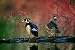 Canadian Geographic Wood Ducks