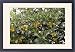 Framed Prints of WAT-14485 Strawberry Tree - in park from Ardea Wildlife Pets