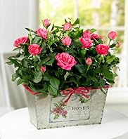 Luxury Rose Trough