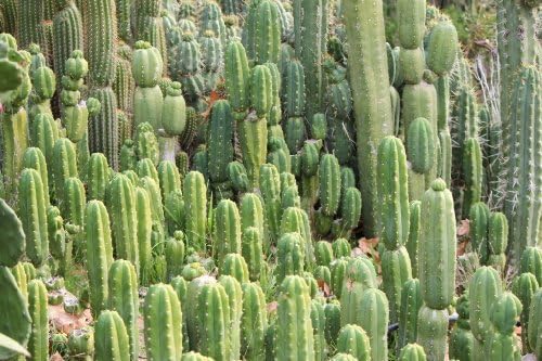 Two 12 Inch Bridgesii Achuma Trichocereus Cactus Top Cuts
