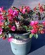 Bougainvillea Oo-La-La Five Gallon Plant
