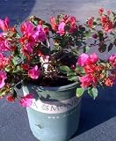 Bougainvillea Oo-La-La Plant -- 12 by 12 Inch Container
