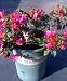 Bougainvillea Oo-La-La Five Gallon Plant