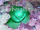 Aubergine