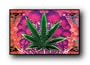 CANNABIS MUSHROOM POT BLACK LIGHT POSTER #1844