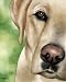 Labrador Retriever Dog Art Print Signed by Artist DJ Rogers