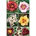 K. Van Bourgondien 20174 Daylily Collection II