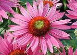 Amazon / Hirts: Perennials; Sun: Green Eyes Coneflower - Echinacea - Potted - Shocking!