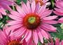 Green Eyes Coneflower - Echinacea - Potted - Shocking!