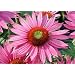 Green Eyes Coneflower - Echinacea - Potted - Shocking!