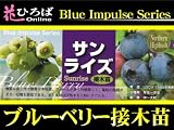 ブルーベリー 苗 サンライズ ノーザンハイブッシュ系3年生　接ぎ木大苗【ブルーインパルス】 blueberry