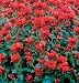 David's Red Non-Hybrid Bee Balm Flower Panorama Red Shades (Monarda didyma) 45 Seeds per Packet David's Red Non-Hybrid Bee Balm Flower Panorama Red Shades (Monarda didyma) 45 Seeds per Packet