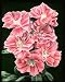 Photographic Prints of Godetia Grandiflora Sybil Sherwood from Mary Evans