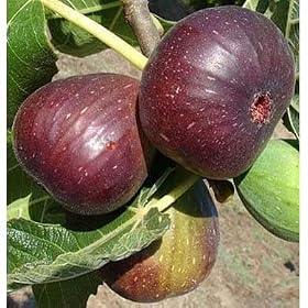 FIG TREE (FICAS CARICA) BROWN TURKEY 40CM POT GROWN