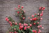 51ykGFAkrrL. SL160  Wallmonkeys Peel and Stick Wall Decals   Roses on Brick Wall   36W x 24H Removable Graphic