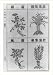 Historic Print (L): Chinese herbs used for medicinal purposes (from vol. 1 of Pen-Tsao Kang-mu - Ming dynast