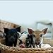 This Little Piggy: A celebration of the world's most irresistable pet