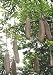 Sausage Tree 10 Seeds/Seed - Kigelia - FREE SHIPPING ON ADDITIONAL HIRTS SEEDS