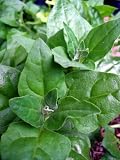 New Zealand Summer Spinach 200 Seeds-Tetragonia-Veggie