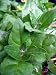 New Zealand Summer Spinach 200 Seeds
