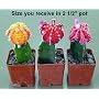 Neon Grafted Cactus 3 Plants
