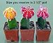 3 Neon Grafted Cactus Plants - Easy to Grow - Colorful