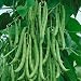 David's Heirloom Green Pole Bean Kentucky Wonder 50 Seeds per Packet
