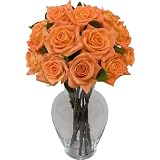 One Dozen Orange Roses without Vase