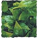 Zoo Med Naturalistic Bush Plant Mexican Phyllo, Large