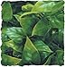Zoo Med Naturalistic Bush Plant Mexican Phyllo, Large