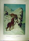 1884 ST BERNARD DOG RESCUE SNOW MOUNTAIN CLIMBER PRINT