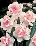 Daffodil - Replete