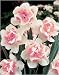 Daffodil - Replete