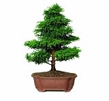 Brussel's Cryptomeria Bonsai