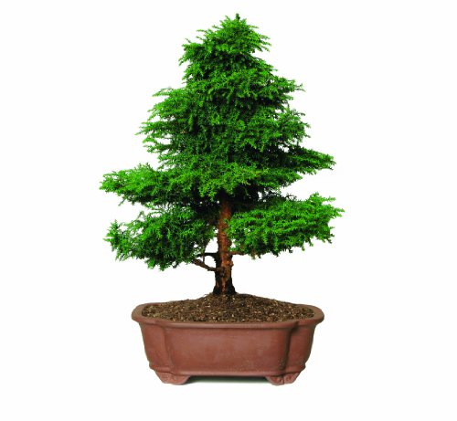 Brussel's Cryptomeria Bonsai
