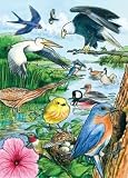 North American Birds