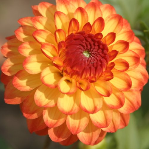 Mardy Gras Dahlia Flower Seeds Packaged with Instructions 50 Seeds