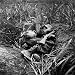 American Infantryman Terry Moore Taking Cover; Japanese Artillery Fire Explodes Nearb...