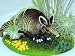 Armadillo Nature Scene -Tillandsia/Airplant-Home/Office