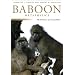 Baboon Metaphysics: The Evolution of a Social Mind